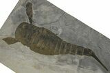 Eurypterus (Sea Scorpion) Fossil - New York #369259-1